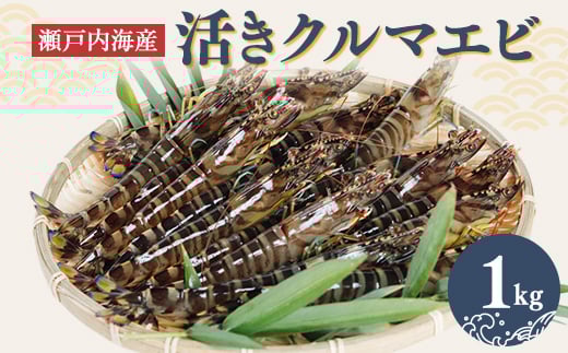 
            2025年12月発送:活きクルマエビ　1kg【1052789】
          