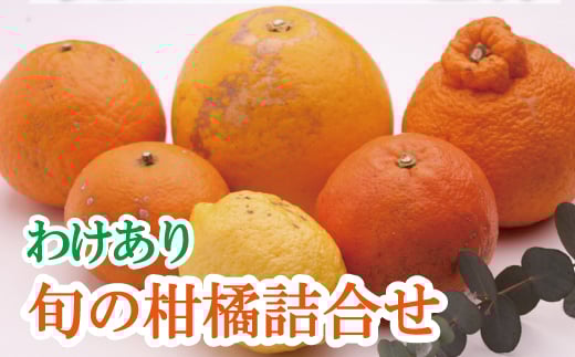 
            ＜1月より発送＞家庭用 柑橘詰合せ 10kg+250g（傷み補償分）【訳あり・わけあり】【有田の春みかん詰め合わせ・フルーツ詰め合せ・オレンジつめあわせ】【光センサー選別】/ くだもの 果物 フルーツ オレンジ 柑橘 和歌山【ikd240】
          