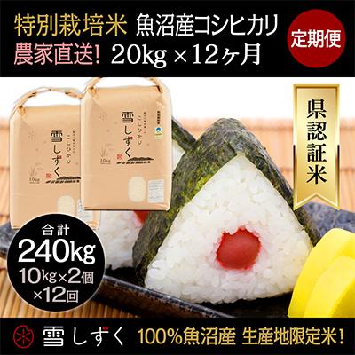 ふるさと納税 十日町市 【毎月定期便】農家直送!県認証特別栽培魚沼産コシヒカリ【合計240kg】毎月20kg 全12回