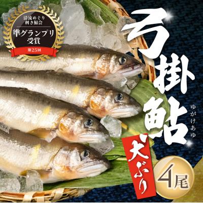 ふるさと納税 下呂市 【先行受付】(2026年8月中旬頃から発送)弓掛鮎 4尾以上 ジャンボ鮎【107-4】