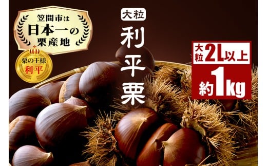 生栗 1kg 利平 栗 くり 国産  2L サイズ 以上 大きい 大粒 取り寄せ 笠間 茨城 和栗 甘栗 低温熟成 ギフト プレゼント 秋 旬 おやつ スイーツ 果物 フルーツ  栗ご飯 栗きんとん 栗おこわ 冷蔵 栗生産量 日本一 いばらき