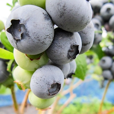 岡垣町産ブルーベリー果汁入り飲料水2本セット