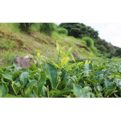 ふるさと納税 佐川町 お山の茶 明郷園 紅茶・烏龍茶(半発酵茶)詰め合わせ |  | 03