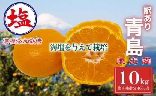 海塩を与えて栽培した 青島みかん 予約受付 12月下旬 順次発送 訳あり 青島 みかん 計 10kg  傷み補償分 400g 含む 蜜柑 柑橘 西浦 みかん オレンジ 果物 フルーツ 沼津市 静岡県