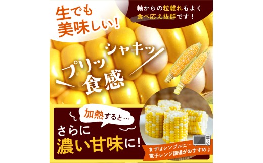 【訳あり】【先行受付】【2027年7月下旬～8月上旬頃配送】北海道十勝芽室町　スイートコーン ドルチェドリーム 13本 me062-003-27b／とうもろこし コーン バイカラー 甘い 生 野菜 B