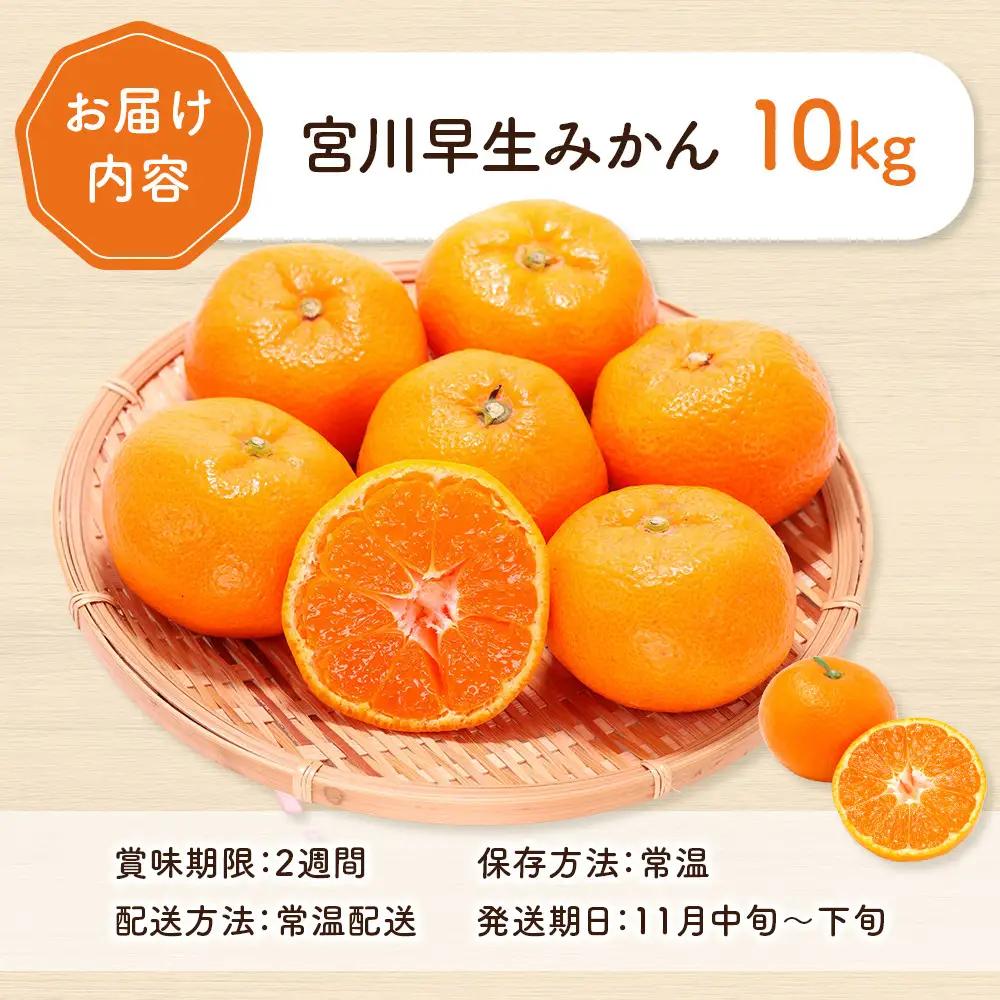 宮川早生みかん 10kg | 湯河原町 みかん 柑橘 旬 宮川早生 10kg フルーツ