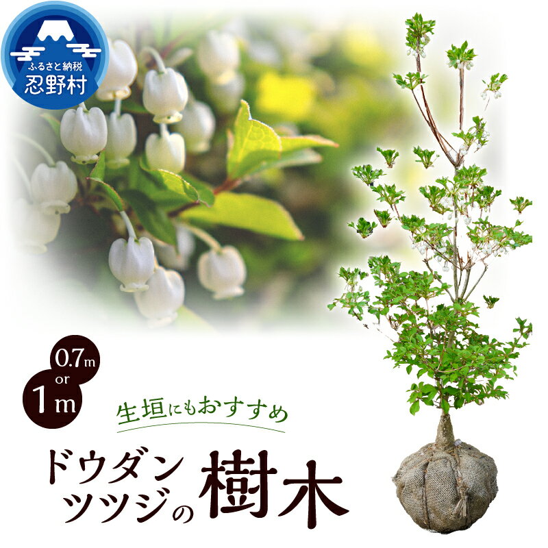 【ふるさと納税】ドウダンツツジ 植物 樹木 灯台躑躅 満天星躑躅 満天星ツツジ ガーデニング 植木 苗 庭木 送料無料 山梨県 忍野村