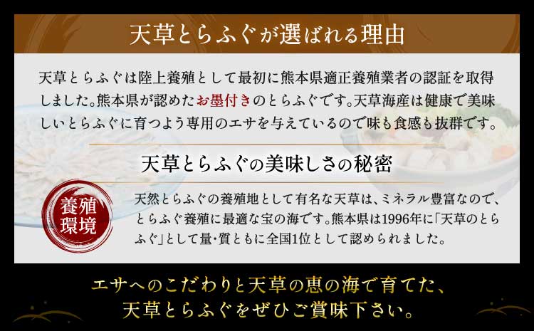【緊急支援品・数量限定】1日25セット限定！ふぐの王様！とらふぐ国産最高級！天草 とらふぐ てっさ・ちり 贅沢セット（3〜4人前） 