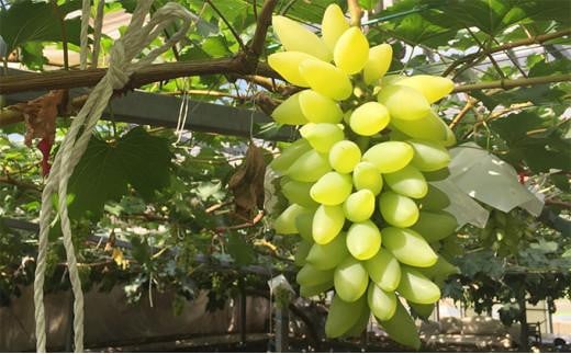 ぶどう 2026年 ゴールドフィンガー 1房 約400g ブドウ 葡萄 岡山市産 国産 フルーツ 果物 ギフト