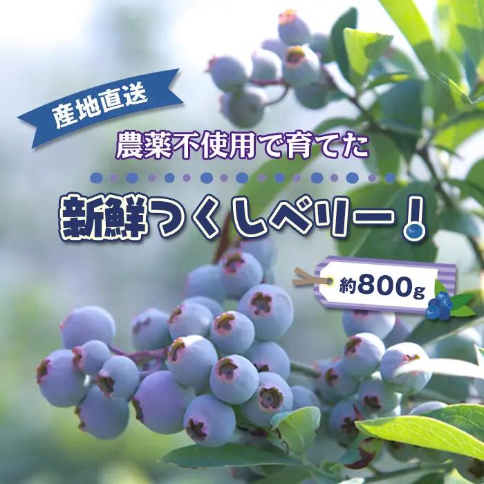 No.488 農薬不使用で育てた新鮮つくしベリー！　産地直送　約800g