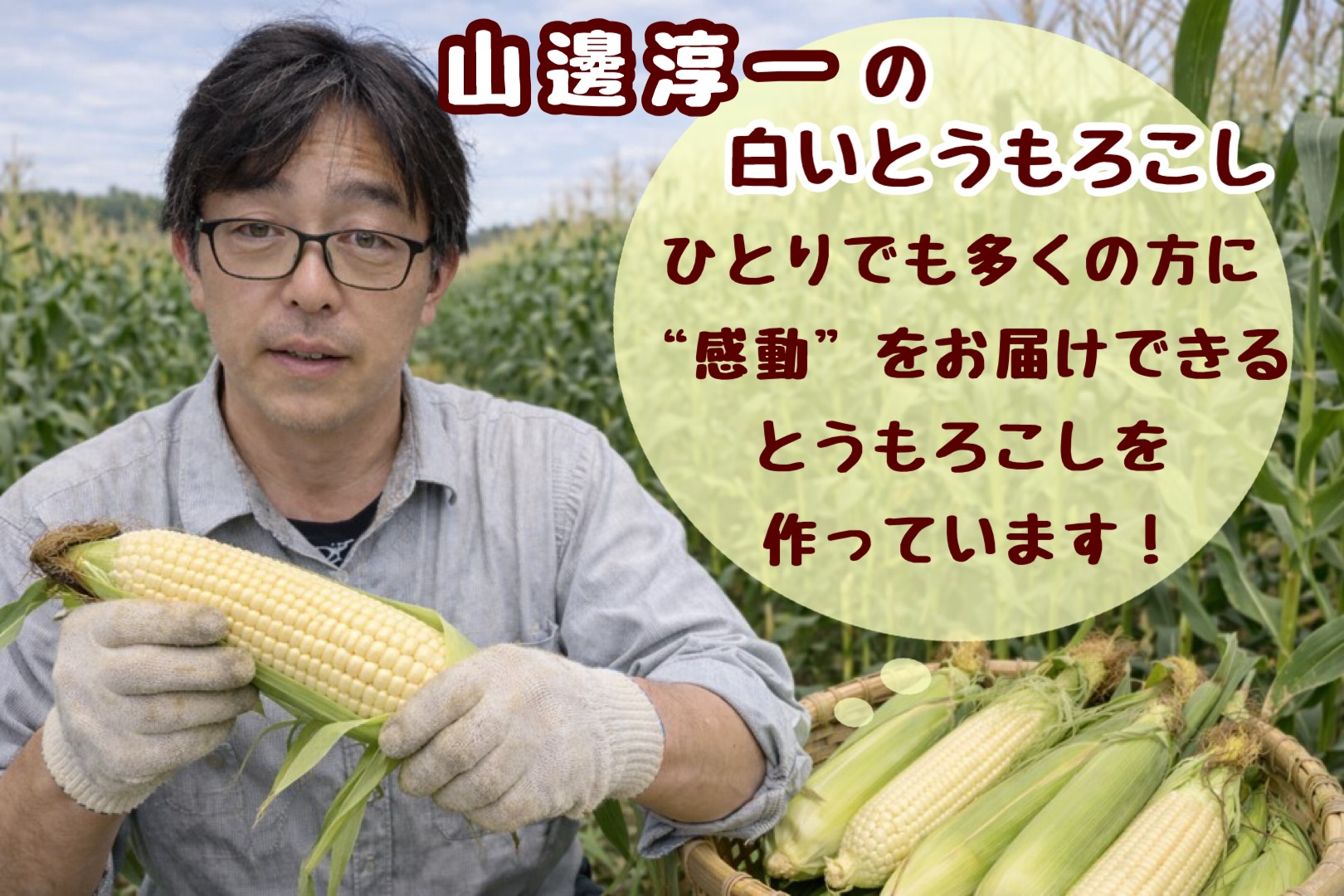 北海道壮瞥町 2回 定期便 8月上旬・8月下旬朝採り！産地直送 北海道壮瞥町産 とうもろこし黄・白 食べ比べ SBTP011