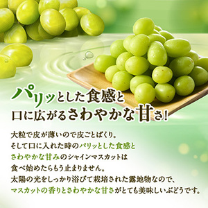 やまなし内藤農園の【訳あり】シャインマスカット 5kg【配送不可地域：離島】【1513206】