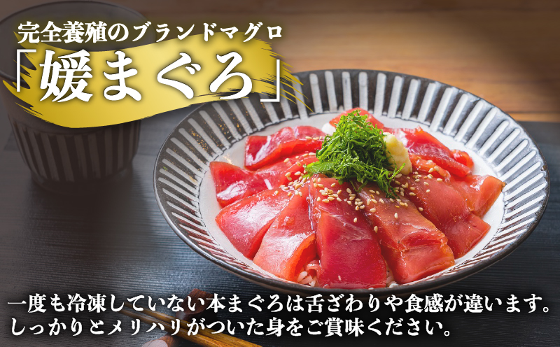 【2026年4月22日発送】訳あり 本マグロ ブロック 450～600g 媛まぐろ ダイニチ 鮪 刺身 国産マグロ 養殖マグロ 本鮪 クロマグロ マグロ 赤身 中トロ 大トロ 部位 指定不可 漬け ネ