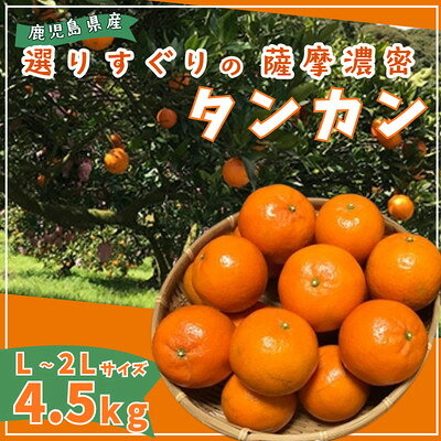 【ふるさと納税】【2027年2月中旬頃より順次発送】選りすぐり薩摩濃密タンカン 4.5kg【1784711】