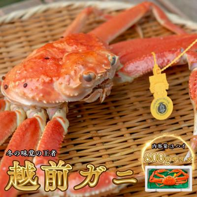 ふるさと納税 小浜市 越前がに (ズワイガニ)800g×3杯