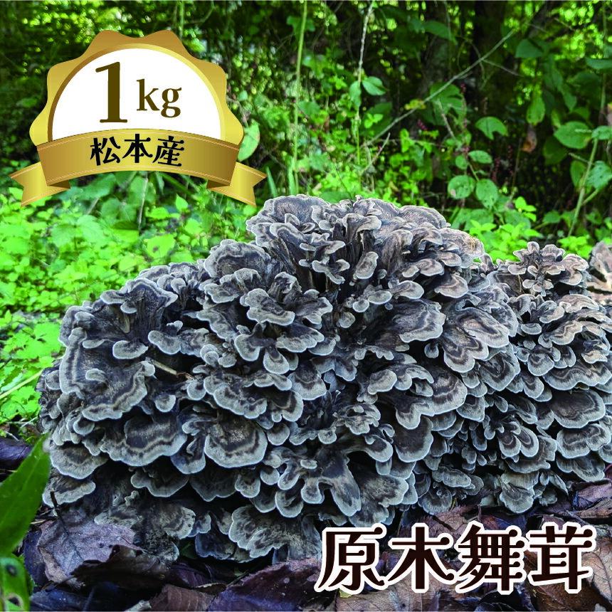 【ふるさと納税】先行予約 原木まいたけ 1kg ｜ ふるさと納税 まいたけ きのこ マイタケ 原木 舞茸 長野県 松本市
