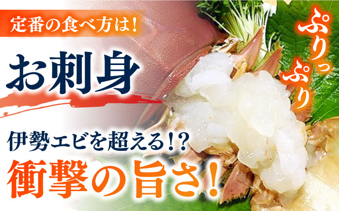 【2025年先行予約】【プリプリ食感と旨み】希少 うちわえび 約500g (3-9尾) ウチワエビ うちわエビ 海老 カニ 五島市/五島FF [PBJ011]