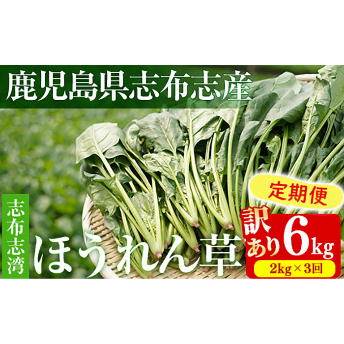 【定期便3回】【数量限定・訳あり】志布志湾ほうれん草(計6kg 2kg×3回)  t0036-005