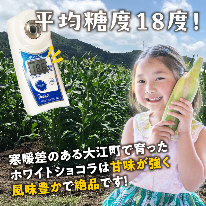 027-004 《先行受付》朝採りホワイトショコラ約5kg・A品L・11～15本程度 【2026年7月下旬頃～発送予定】【山形とうもろこし・大江町産・明石農園】