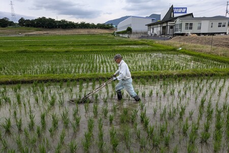 京都・峰山長岡産 丹後こしひかり 玄米10kg