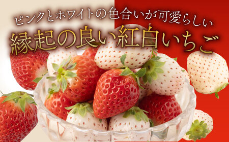 【先行予約 2027年1月～発送】赤白「パールホワイト」＆「さがほのか」各220g / いちご  [IAQ005]