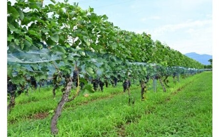 アルプスワイン ミュゼドゥヴァン 松本平ブラッククイーン | アルプス ワイン ミュゼドゥヴァン 松本平ブラッククイーン ぶどう GI NAGANO認定 長野県 塩尻市