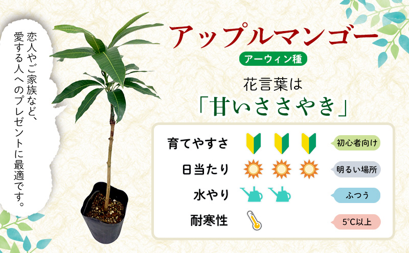 アップルマンゴー苗木3本(アーウィン種) アップル マンゴー 苗 お祝い アーウィン種 アーウィン 苗木 果物 果実 育てやすい インテリア 鉢植え 観葉植物 植物 観賞用 グリーン ギフト 贈り物 