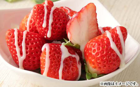 熊本県産いちご 恋みのり2キロ（8パック） 【2026年2月上旬発送開始】