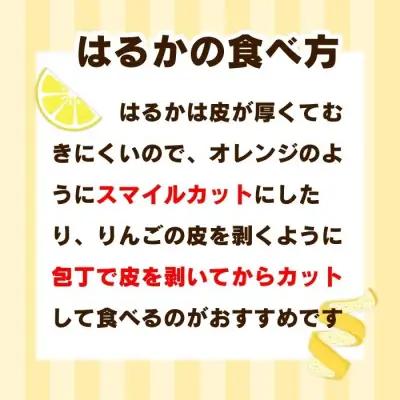 【先行予約】 訳あり はるか 10kg なくなり次第終了 柑橘 かんきつ 期間限定 みかん 蜜柑 冬 糖度 みかん職人武田屋 愛媛 愛南