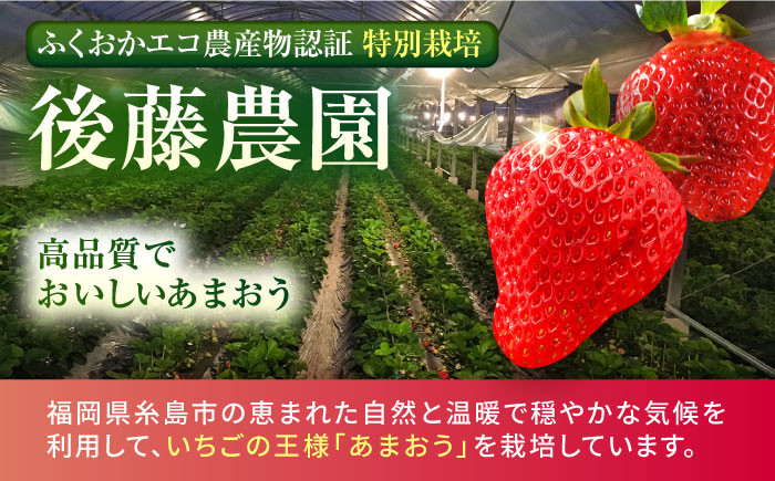 【先行予約受付中・2024年2月上旬より順次出荷】【農家直送！】糸島産 春 あまおう 280g × 2パック (DXおよびGサイズ) 糸島市 / 後藤農園 [AML004] いちご 福岡