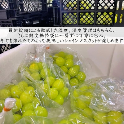 冬季限定!!山梨県山梨市産　クリスマスシャインマスカット　約1kg　2～3房【配送不可地域：離島・沖縄県】