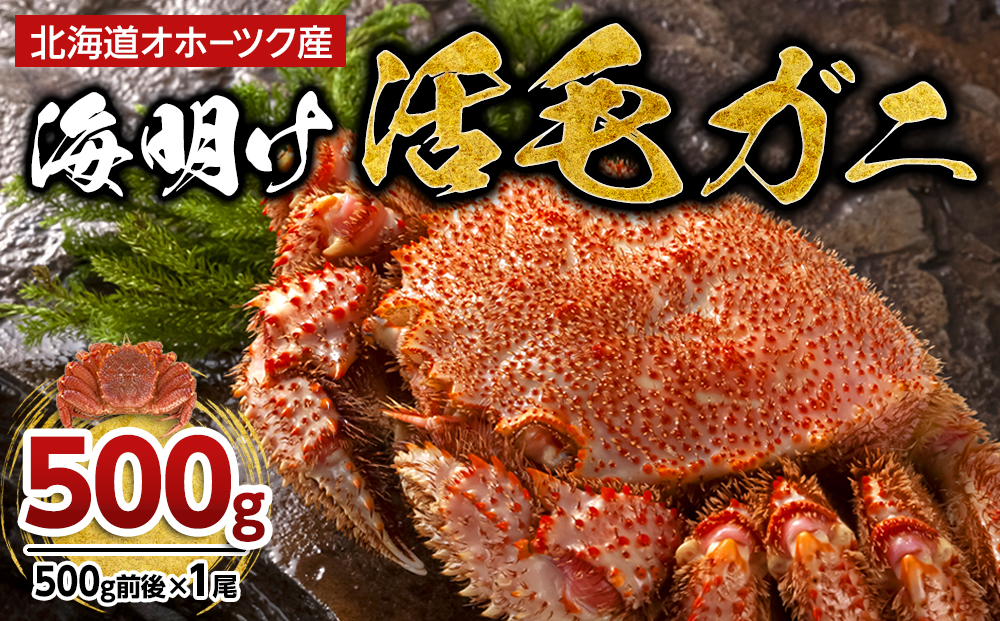 【先行予約】北海道オホーツク産海明け活毛ガニ　ボイル未冷凍配送(チルド 冷蔵配送)　500g前後　1尾（2026年3月下旬より発送予定）_03499