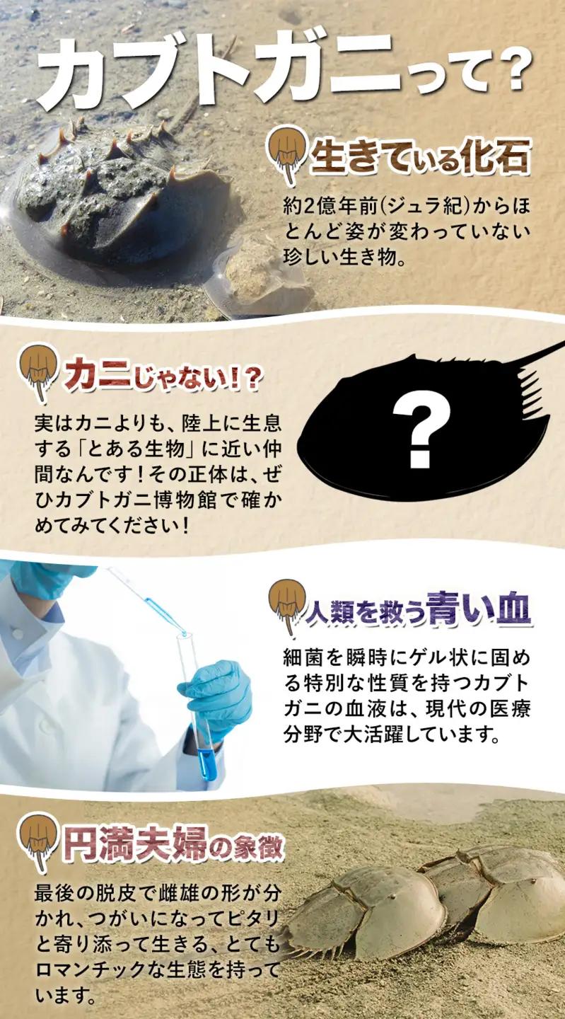 カブトガニに挟まれるツアー 記念品Tシャツ付き 2名 カブトガニ博物館