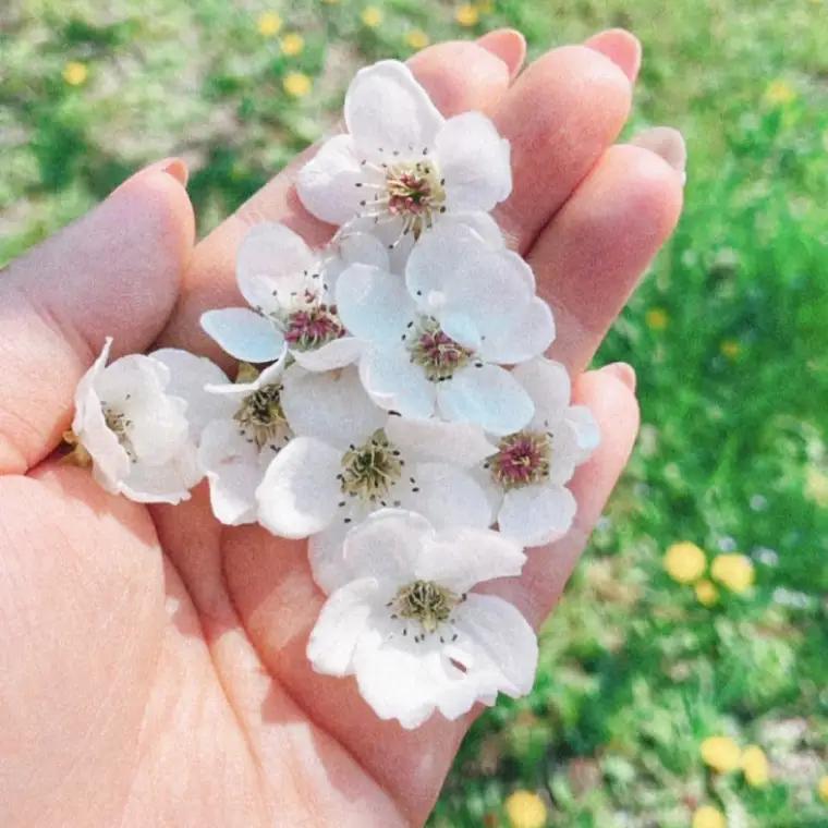 【8月中旬より発送】【数量限定】採れたて完熟甘梨（なし）約3kg（茨城県共通返礼品／かすみがうら市）（FW-11）