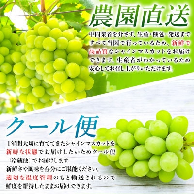 農園直送!シャインマスカット600g(1房)朝採れ 糖度18度以上 【2025年8～9月発送】【配送不可地域：離島】