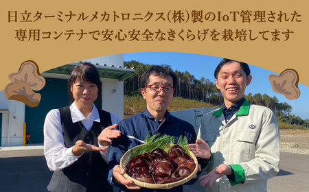 【全6回定期便】太った医者で社長の健康のためにも作ってる佐賀の人にはナイショのおいしすぎるきくらげ。【栄養たっぷり】平戸の乾燥きくらげ 約120g（30g×4袋）【KTX株式会社】 [KAJ003][