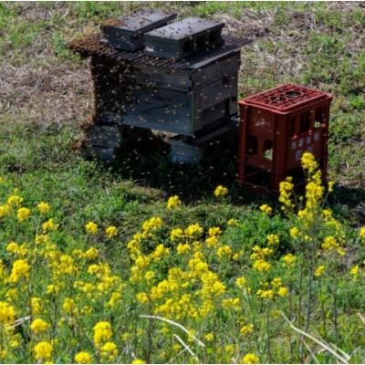 ふるさと納税 小川村 日本みつばち　百花はちみつ250g*254 |  | 02