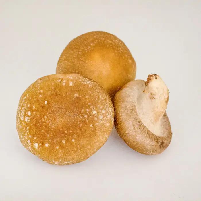 「奥出雲椎茸」秀品 箱入 2kg 【椎茸 生しいたけ 2kg 肉厚 収穫直後 サイズ混合 新鮮 旨味たっぷり 菌床栽培 国産 きのこ キノコ 野菜 料理 食品 産地直送 自宅用】