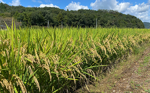 令和7年産 栃木県足利市産ミルキークィーン10kg〈5kg×2袋〉 精米 白米 米 こめ ごはん 食品 栃木県 足利市  F7Z-1976