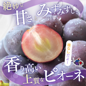 【甘さとみずみずしさが自慢】種なしピオーネ＜ぶどう約1.2kg＞【2025年8月下旬～9月中旬頃発送予定】【A-frks170】