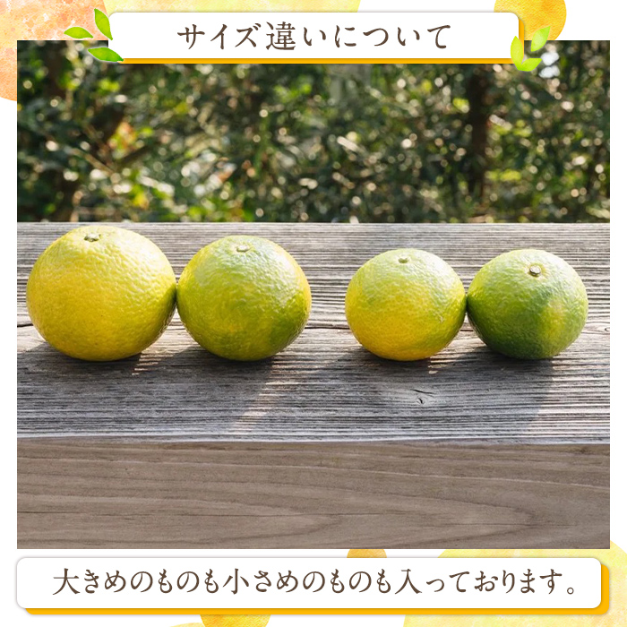 ＜先行予約受付中！2026年11月下旬以降順次発送予定＞数量限定！鹿児島県産スイートスプリング(約8kg) 柑橘 フルーツ 果物 国産 みかん 期間限定 ミカン スイスプ 【株式会社土曜日】akn06