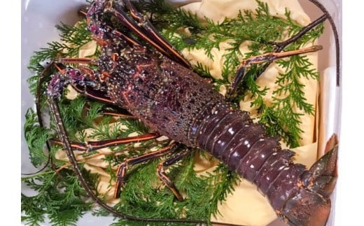 活き 伊勢海老 高知県産 700g～900g NS011 ( えび エビ いせえび 高級 鮮魚 イセエビ 海鮮 魚介 刺身 焼き物 汁物 ギフト 贈答 贈り物 祝い 歳暮 中元 高知 天然 海の幸 高