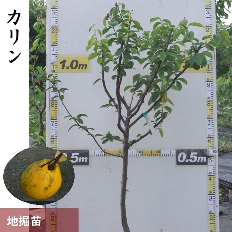 
            ＜すだ農園＞3年生 苗木 ◇カリン（花梨）[地掘苗 2023年] 果樹苗木 庭木 おすすめ 育てやすい 果物 家庭菜園 記念樹 シンボルツリー 人気 庭作り 実がなる木 ※2025年12月上旬～2026年4月下旬頃に順次発送予定 ※北海道・沖縄・離島への配送不可
          