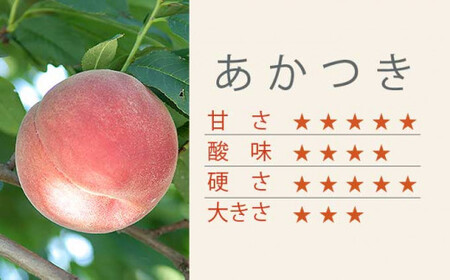 あかつき 約3kg 7～12玉 ［小布施屋］ 桃 もも モモ フルーツ 果物 令和8年産 【2026年7月末頃～8月上旬発送】