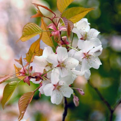 ふるさと納税 桜川市 山桜はちみつと春の田舎はちみつのプチ7種ギフトセット<茨城県共通返礼品 五霞町> |  | 03