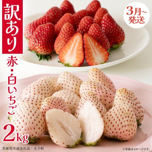 訳あり 紅白いちご 2kg【2027年3月発送開始】(茨城県共通返礼品：大子町) 苺 果物 フルーツ 果実 ご家庭用
