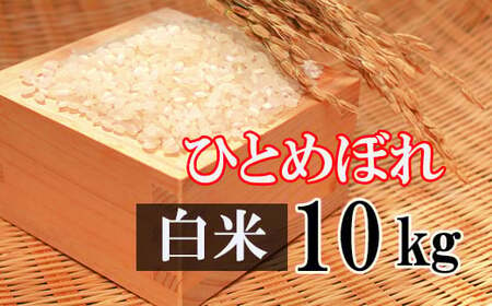 【2024年11月発送開始】 令和6年産 新米 ひとめぼれ 精米 10kg ／ 白米 産地直送 岩手県産 【かきのうえ】