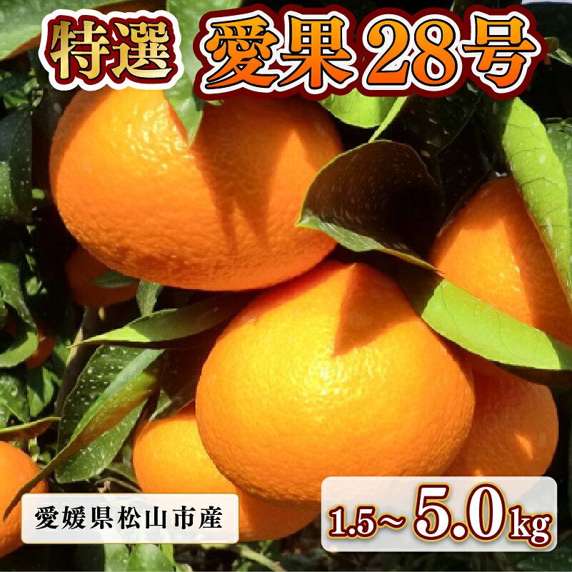 【ふるさと納税】 【2026年12月上旬頃から順次発送】 【特選】愛果28号 （ 紅まどんな と同品種）約1.5kg ～ 約5.0kg Lサイズ ｜あいか みかん 産地直送 国産 柑橘 愛媛県 松山市 瀬戸内ゆうき農場
