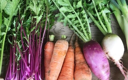 【定期便4回】ひばり農園 の 無農薬  ワクワク  野菜セット 【1241】