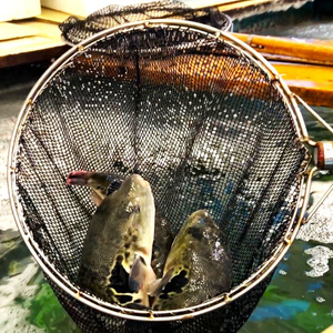 養殖トラフグ身欠き【kt058-001】